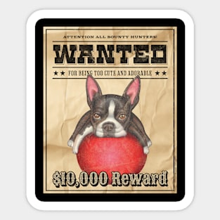 Funny Cute Boston Terrier Wanted Poster Sticker